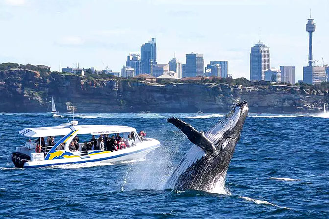 whale watching tour in sydney